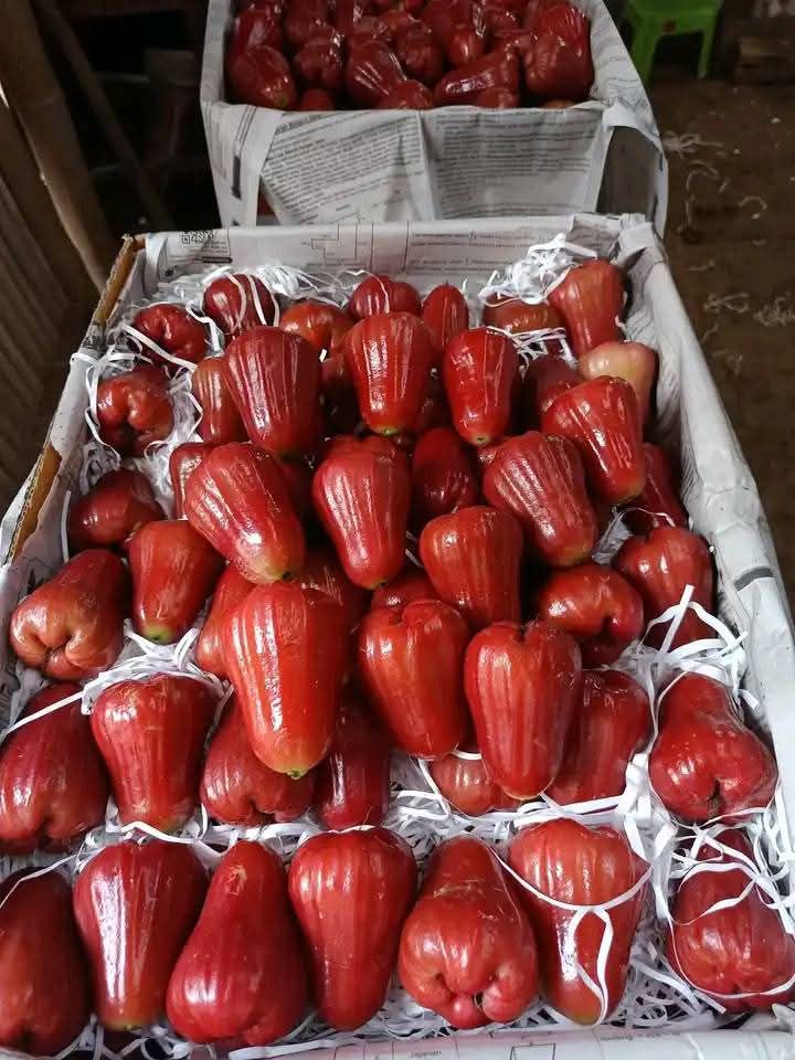 Indonesian Rose Apple A Premium Tropical Fruit Poised for Global Market Dominance