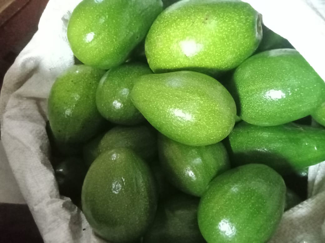 Premium Indonesian Avocados A Comprehensive Guide to Nutritional Analysis, Cultivation Standards, and Global Export Opportunities with Gress Tropika Frutindo
