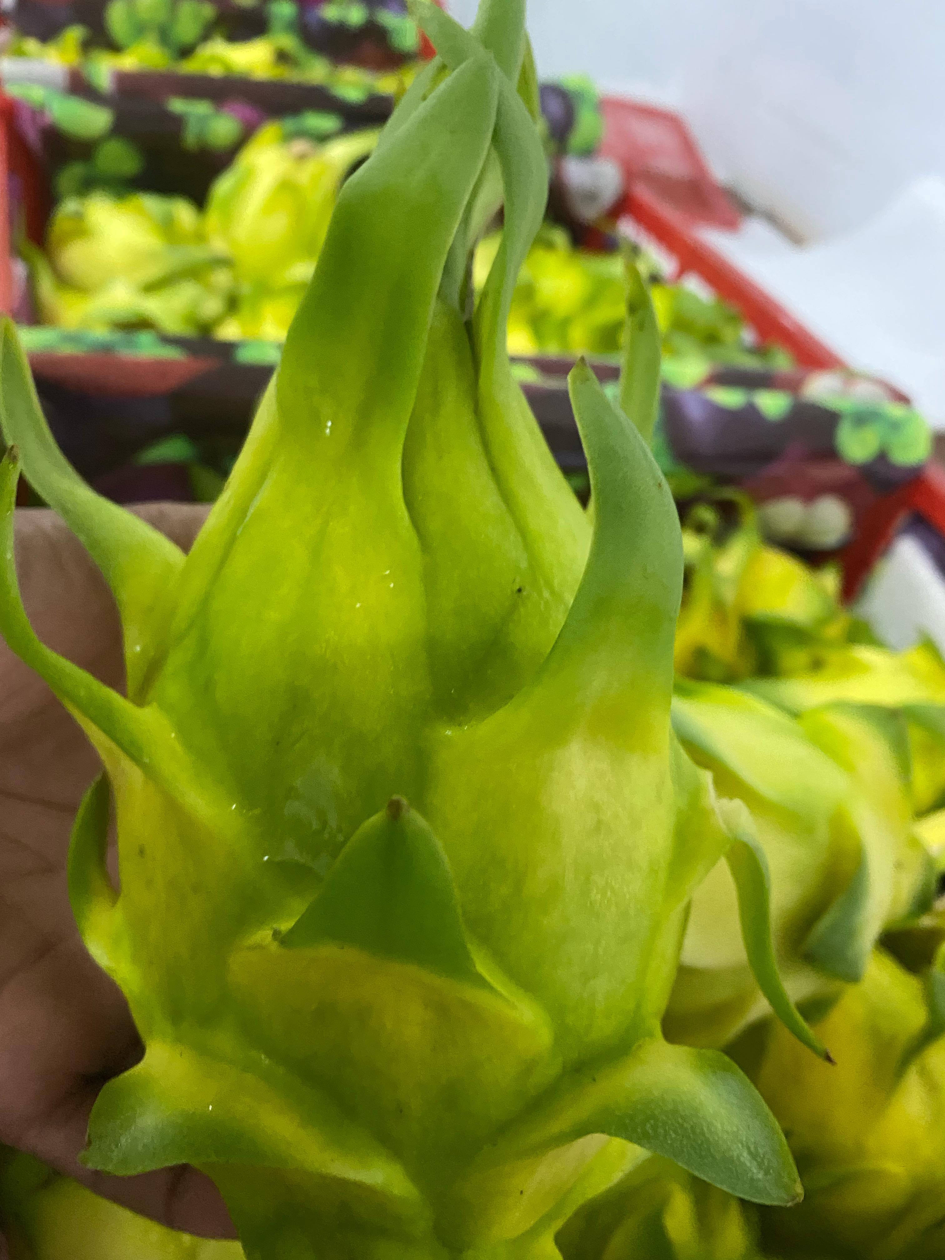 Premium Indonesian Yellow Dragon Fruit Nutritional Analysis, Health Benefits, and Global B2B Supply Chain Excellence with Gressfresh